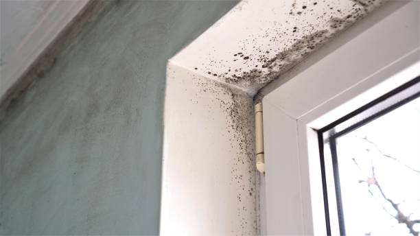 Best Mold Damage Restoration  in Otisville, NY