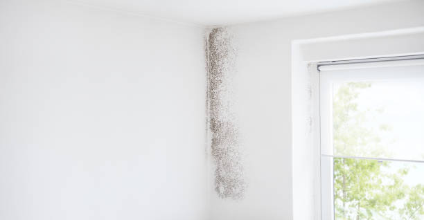 Best Asbestos and Lead Testing During Mold Inspection  in Otisville, NY