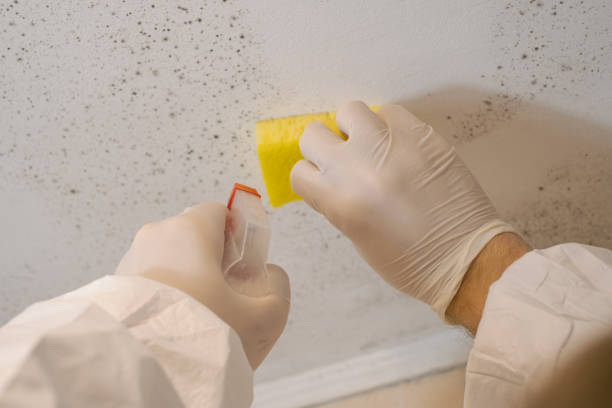 Best Mold-Related Health Consultation  in Otisville, NY