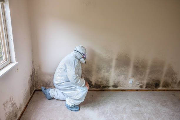 Best Post-Construction Mold Inspection  in Otisville, NY